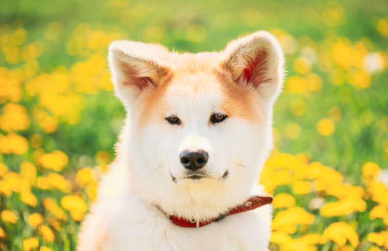 Pies rasowy – akita