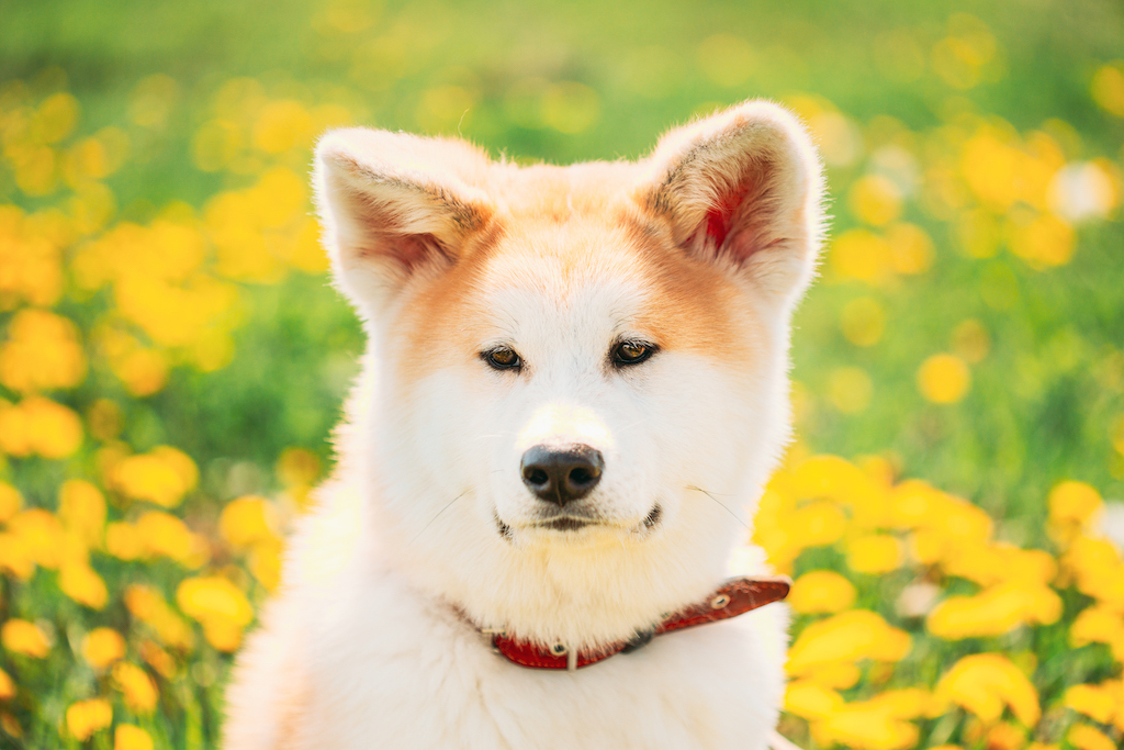 Pies rasowy – akita