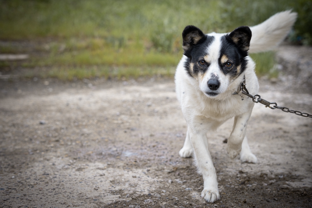 Pies na łańcuchu – co na to prawo?
