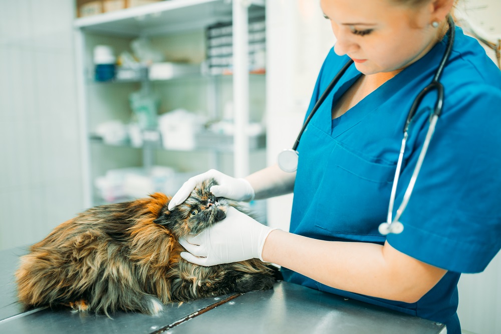 Weterynarz radzi, jak dbać o zdrowie kota!